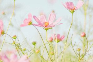spring-flower