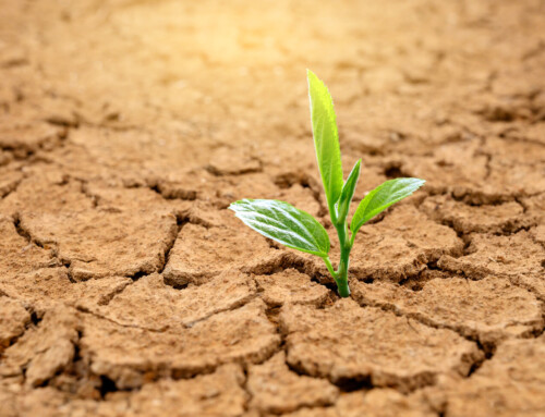 Ways to Find Resilience in the Face of Life’s Challenges