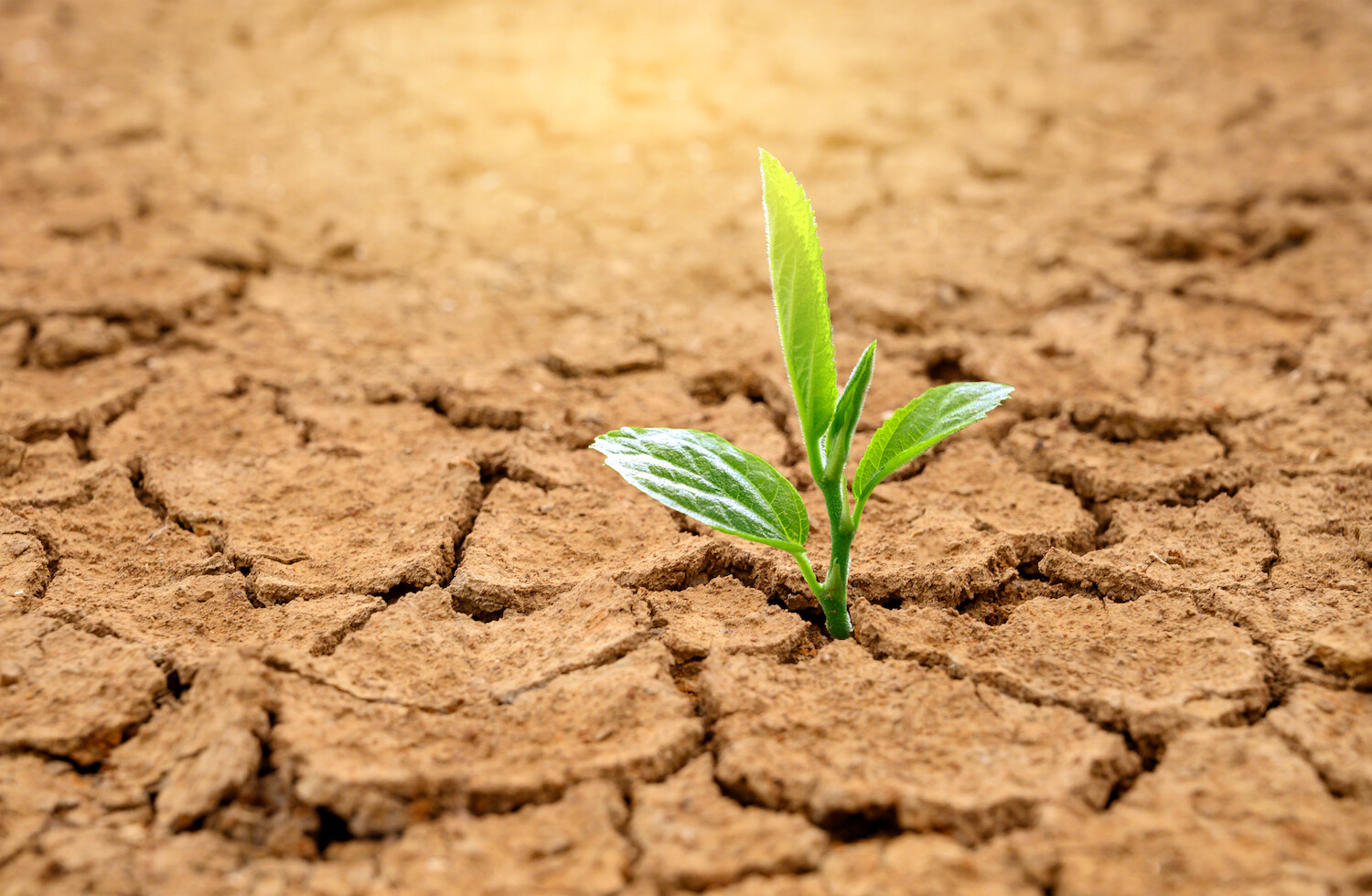 seedlings